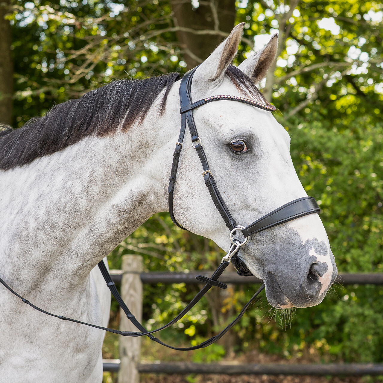 Bitless Bridle + Sidepull (3-i-1) QHP Sunna inkl. tyglar - 15