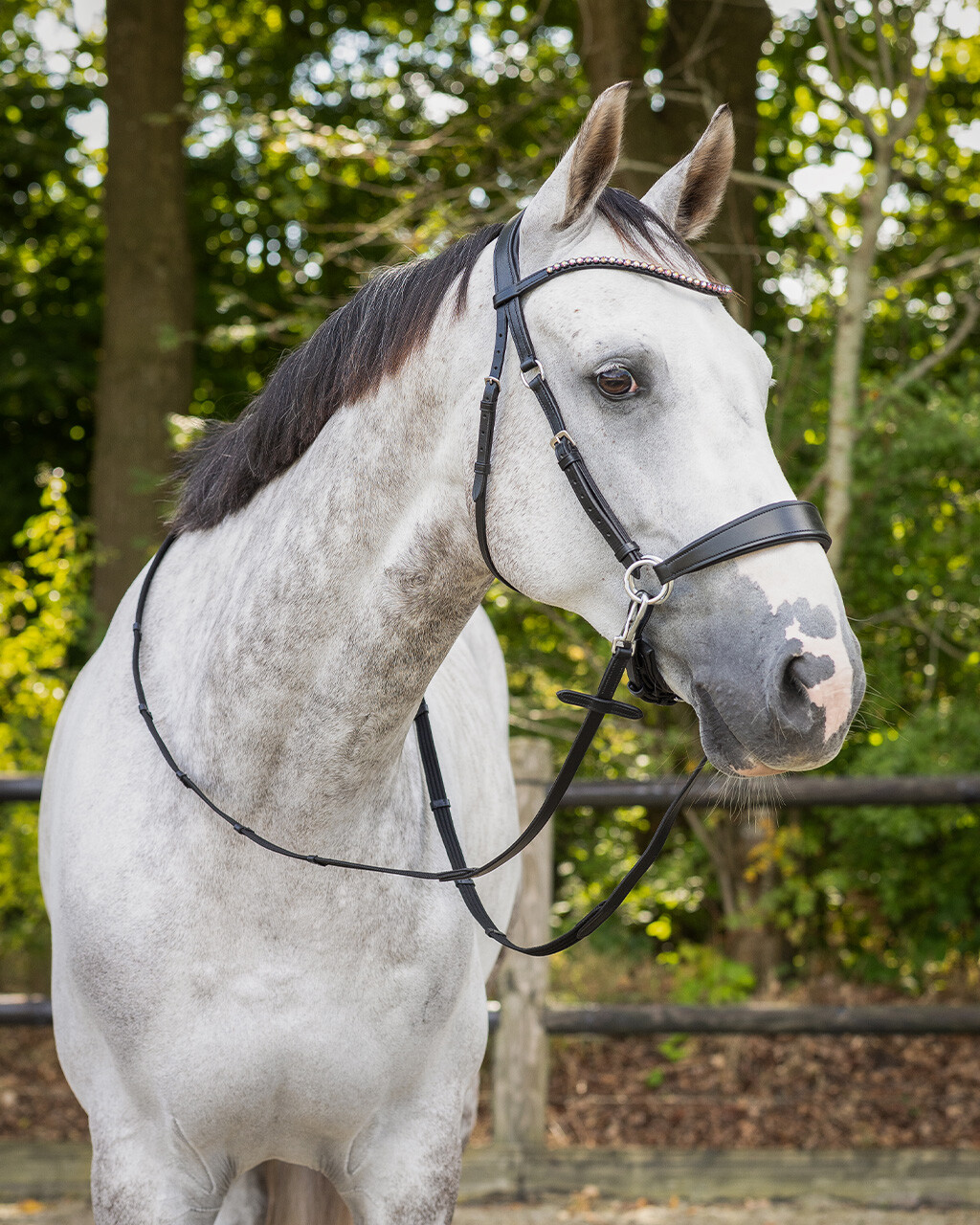 Bitless Bridle + Sidepull (3-i-1) QHP Sunna inkl. tyglar - 14