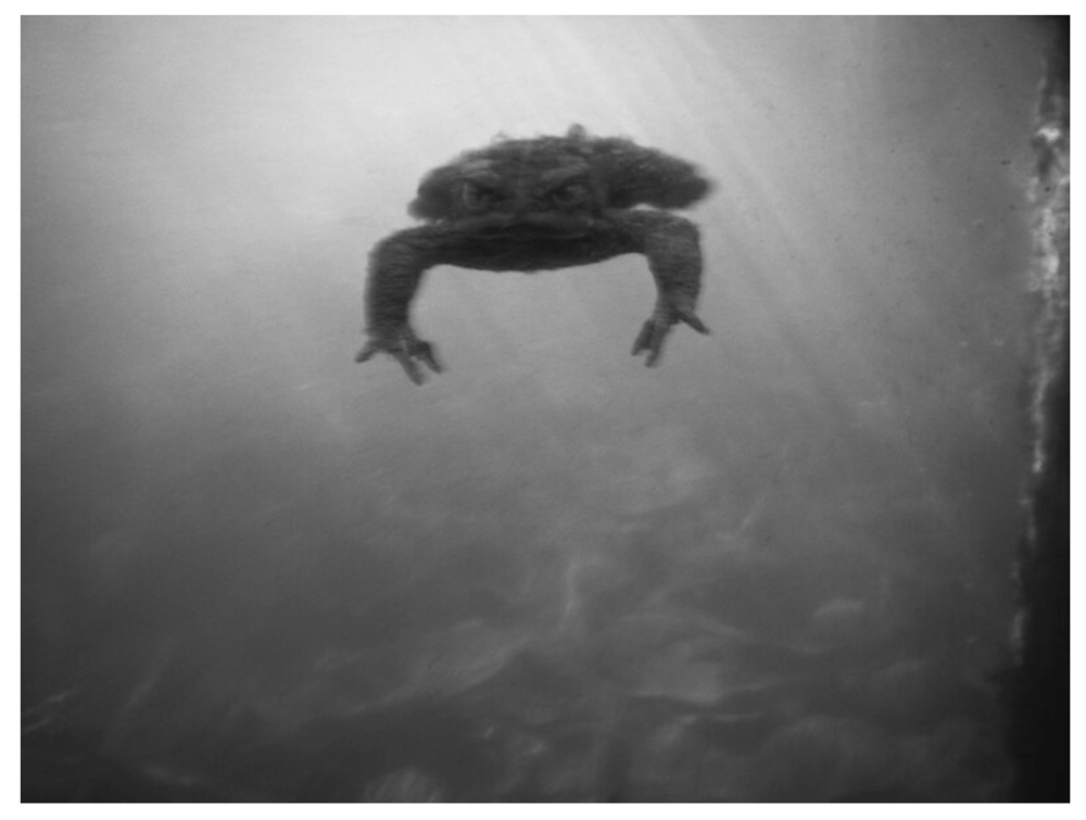 Malin Gezelius: Amplexus [signed] - 7