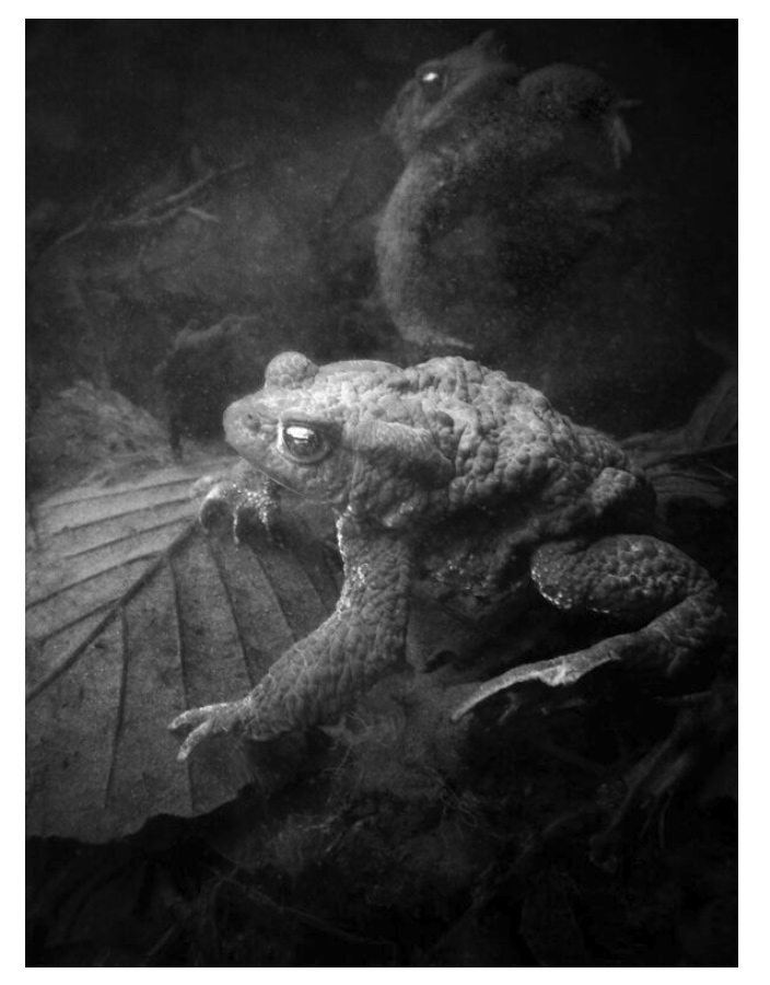 Malin Gezelius: Amplexus [signed] - 6