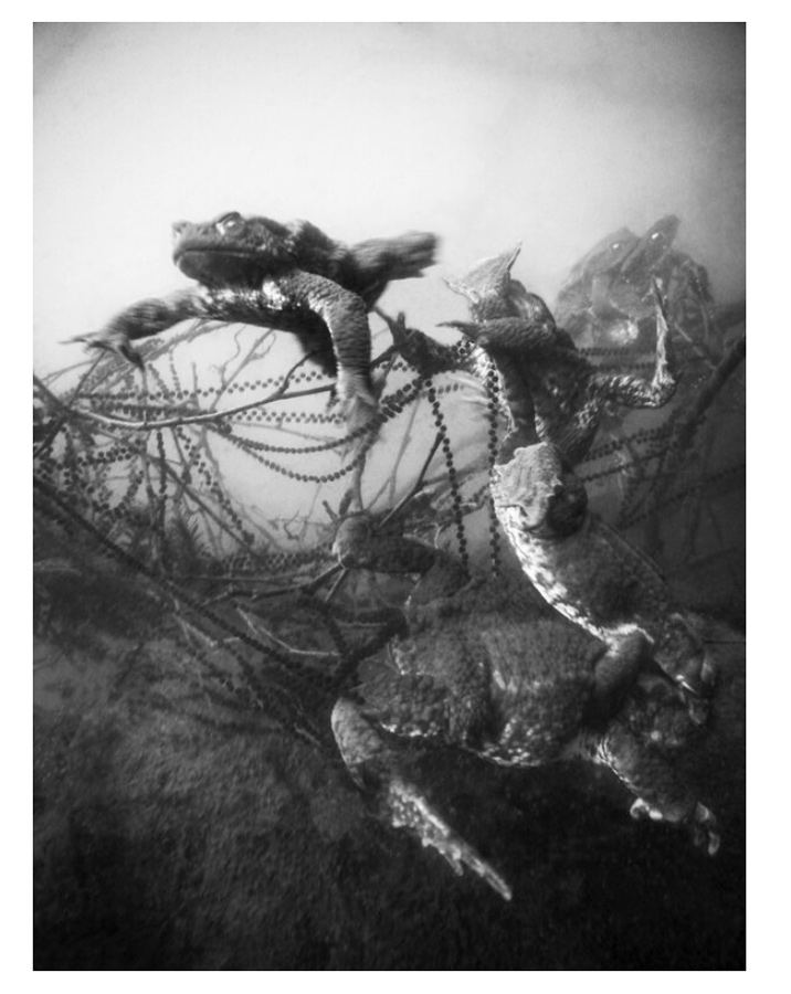 Malin Gezelius: Amplexus [signed] - 3