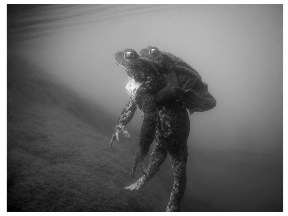 Malin Gezelius: Amplexus [signed] - 5