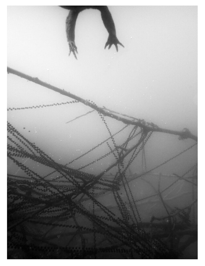 Malin Gezelius: Amplexus [signed] - 4