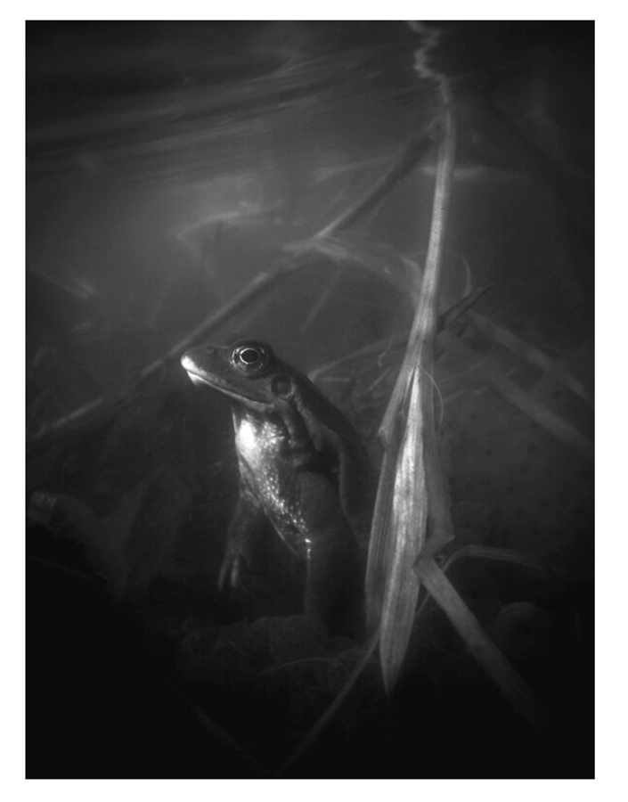 Malin Gezelius: Amplexus [signed] - 2