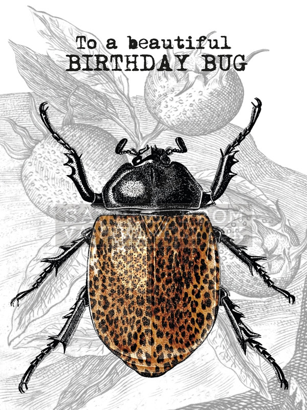 Kort & Kuvert / A5 / Bug