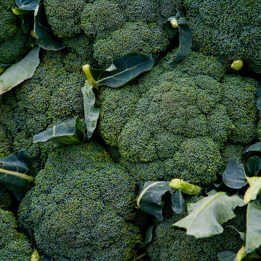 Broccoli - Ramoso Calabrese - Kultursort