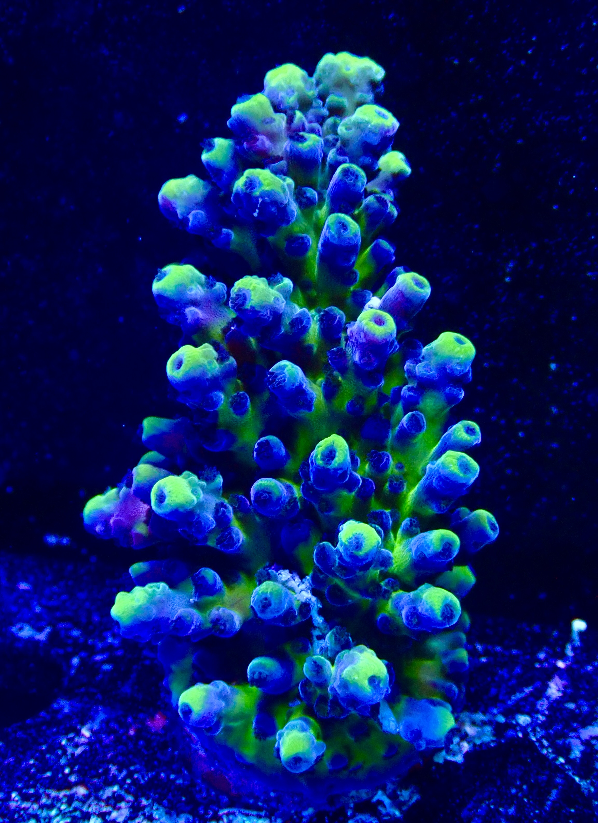 Acropora spp. OOL Electric Miyagi