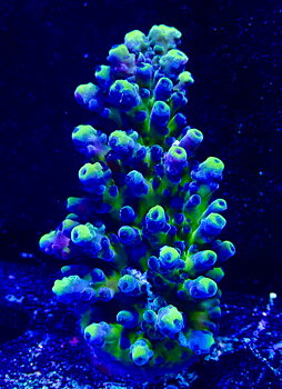 Acropora spp. OOL Electric Miyagi