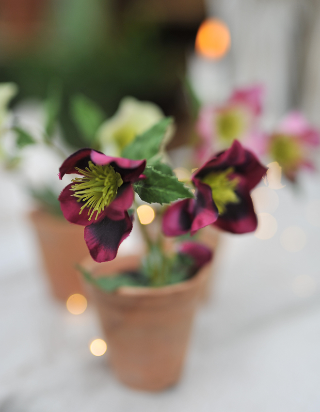 Christmas rose in mini pot - Bordeaux - 20 cm
