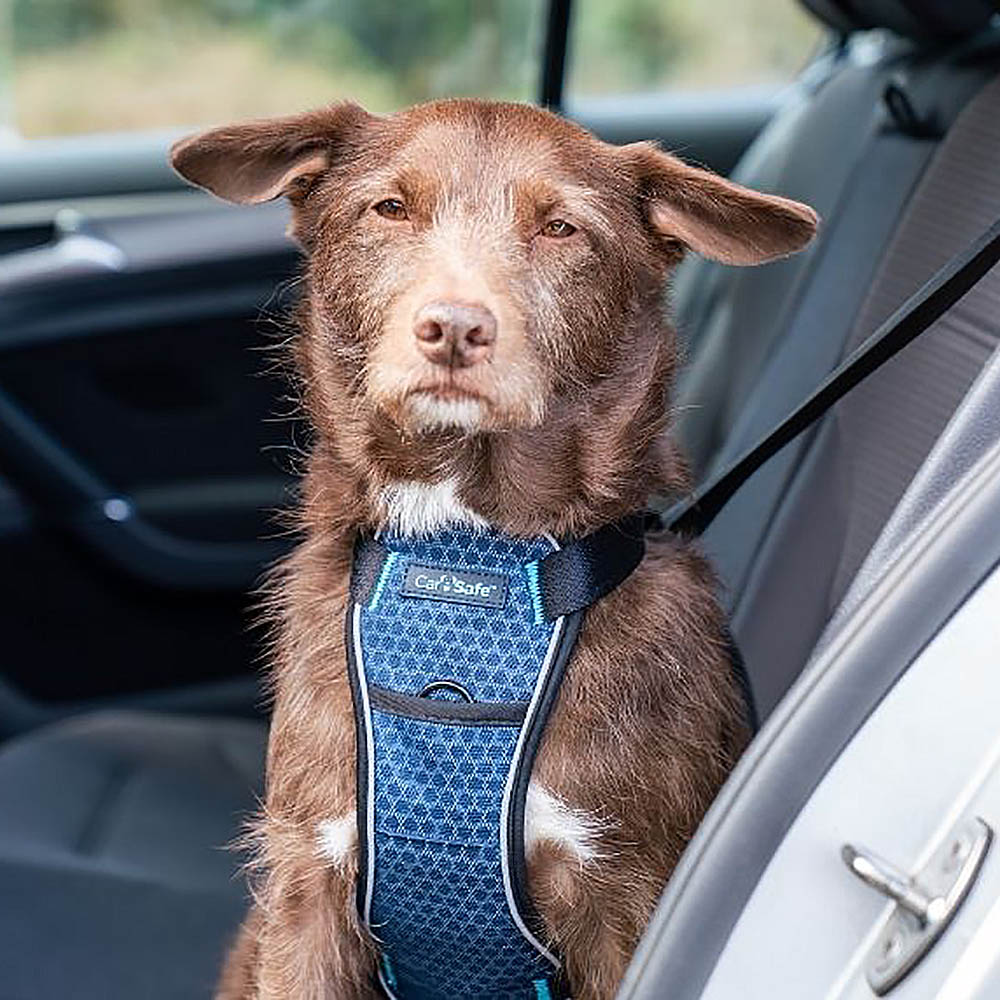 kartoffel Verdensrekord Guinness Book jern CarSafe bilsele till hund | Krocktestad hundsele bil