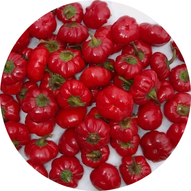 Minipaprika - Paradiso - Paprika
