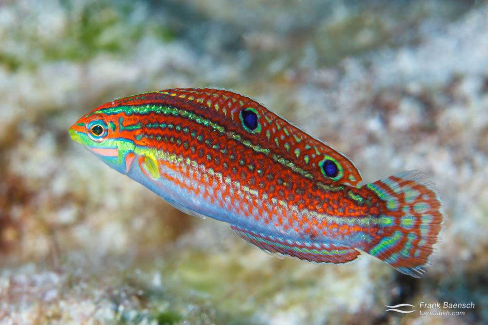Halichoeres ornatissimus