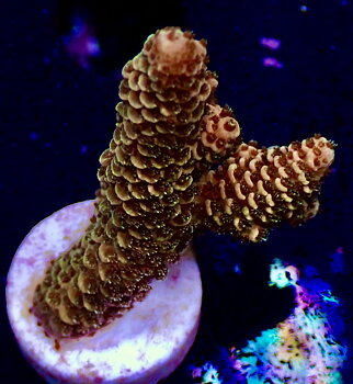 Acropora spp.