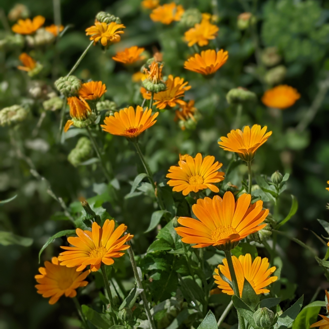 Ringblomma - Radio Orange - Kultursort