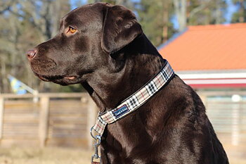 Gustaf & Evita Halvstryp Beige Ruta , flera storlekar 