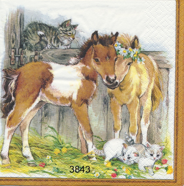 Fölungar och katter