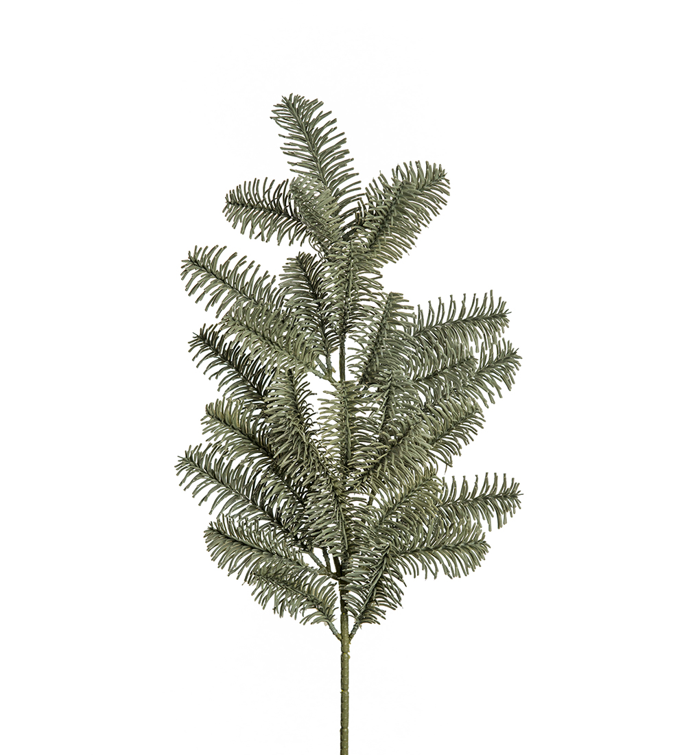 Gran Kvist Mr Plant
