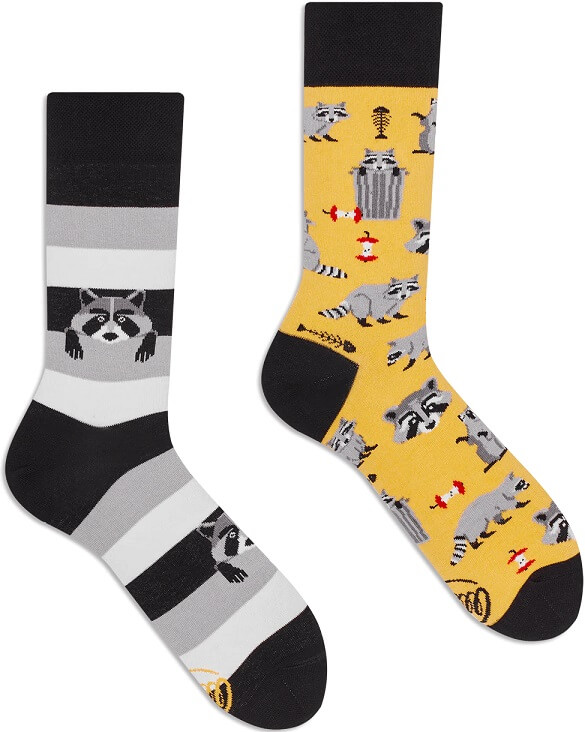 Many Mornings Raccoon Bandit