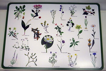 Bordstablett Landskaps blommor - Underlägg