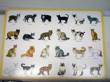 Bordstablett 3348 Katter, tallriksunderlägg i miljövänlig plast.