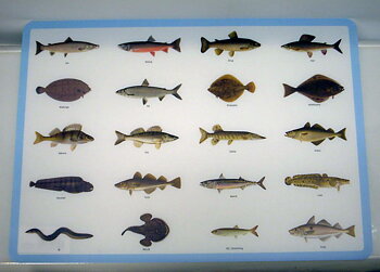 Bordstablett Svenska fiskar, tallriksunderlägg i miljövänlig plast. 