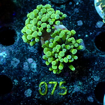 Euphyllia paraancora two tone green, 2 heads