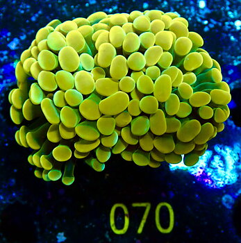 Euphyllia paraancora gold