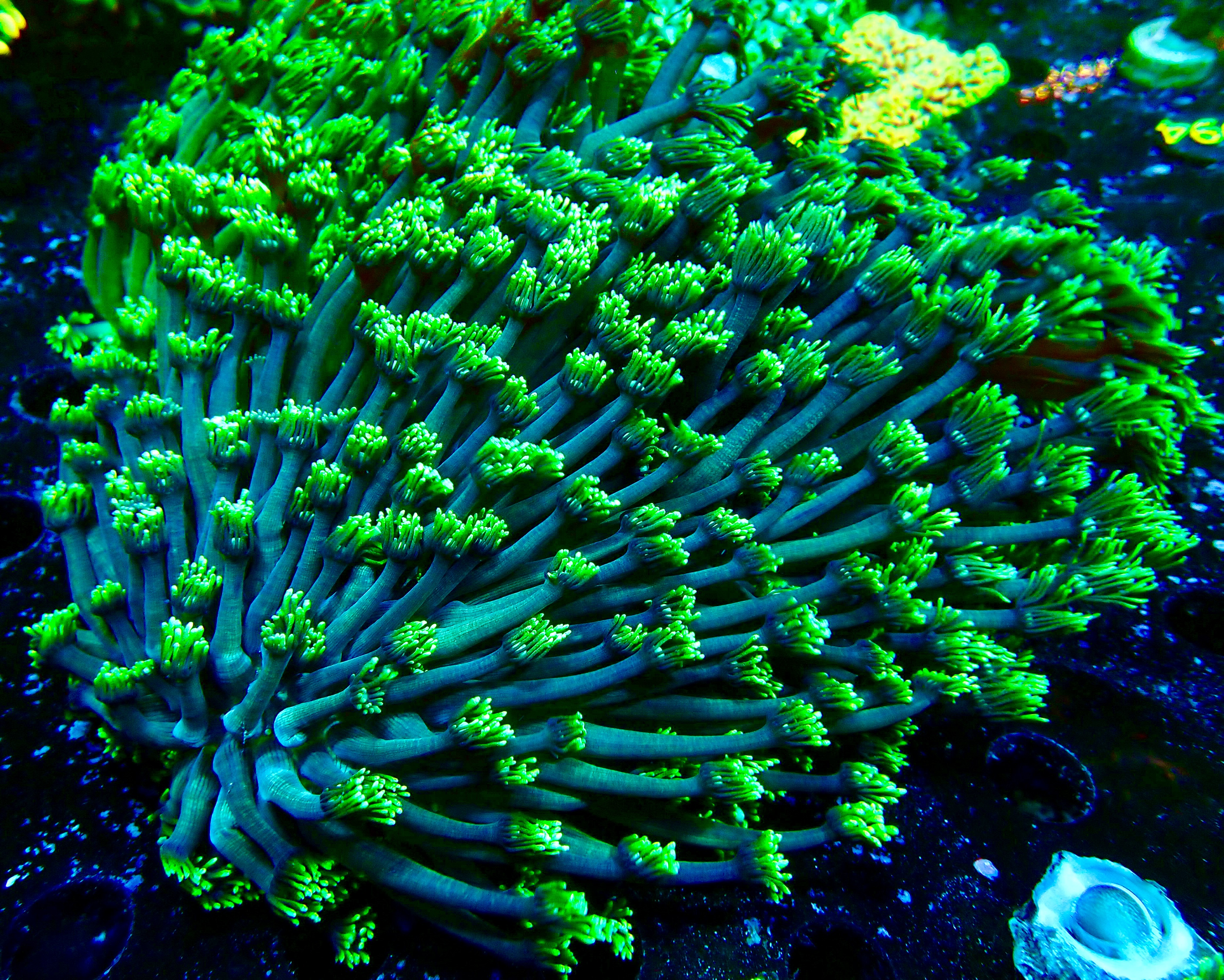 Goniopora spp. Lobata Ultra Premium