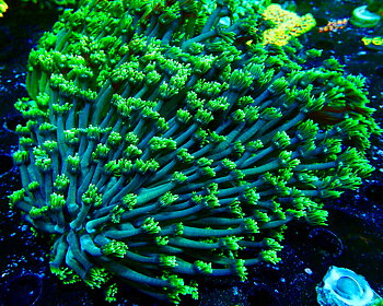 Goniopora spp. Lobata Ultra Premium