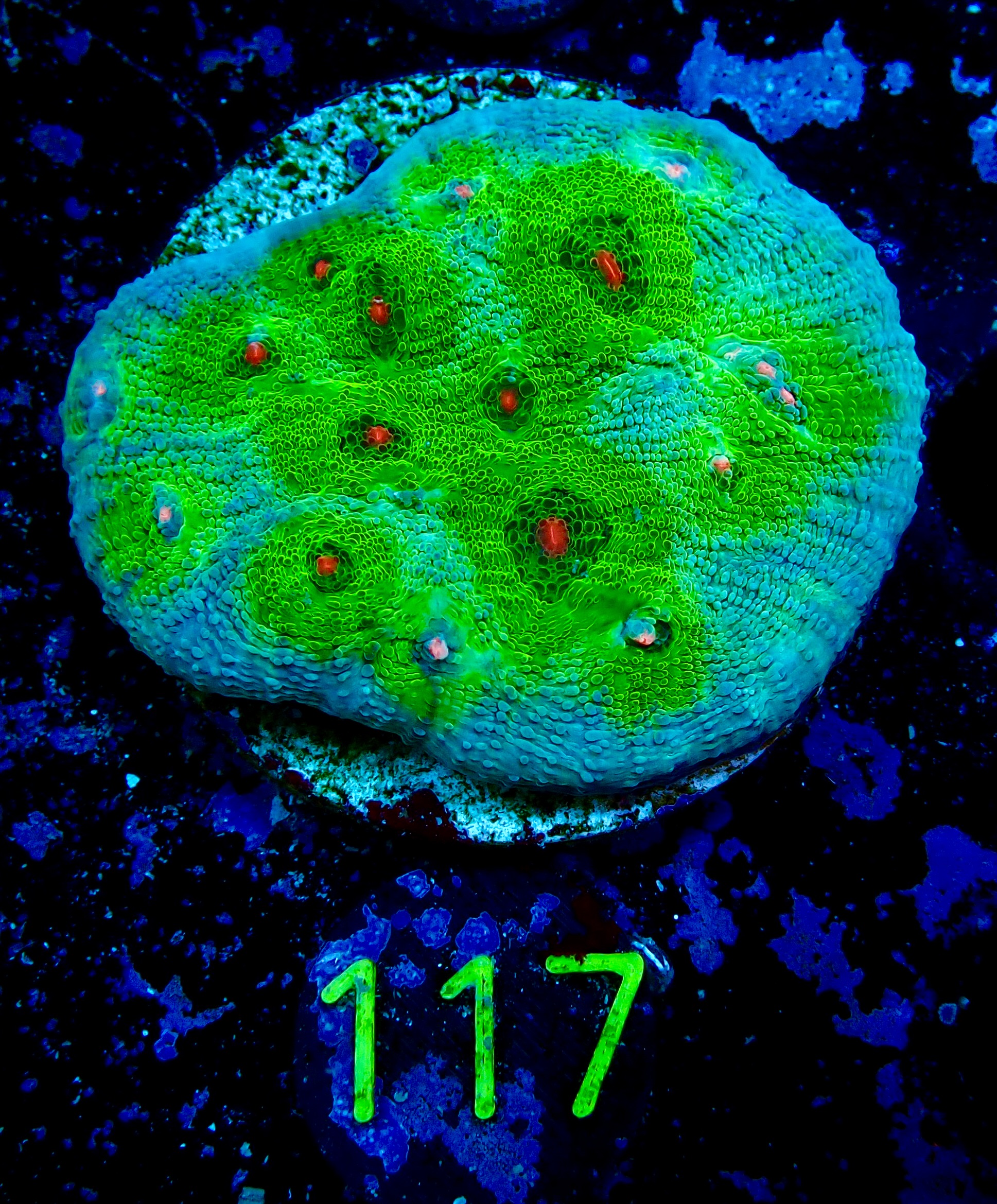Echinophyllia spp.  chalice Avatar