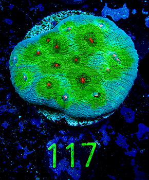 Echinophyllia spp.  chalice Avatar