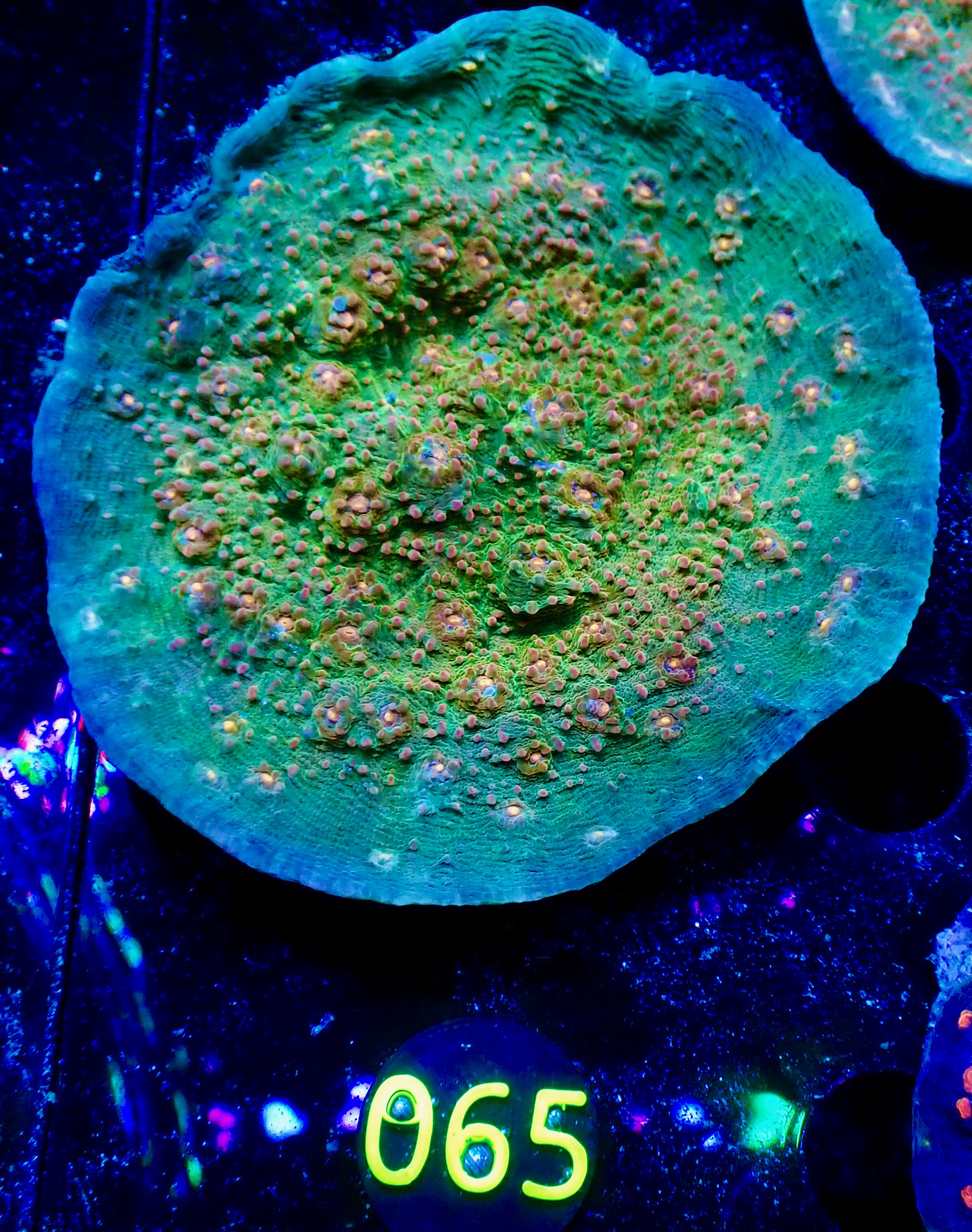 Echinophyllia spp. Chalice