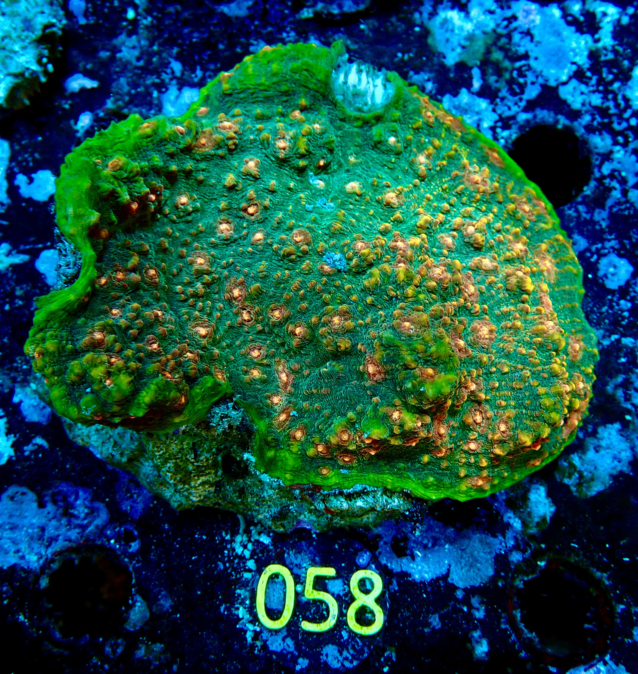 Echinophyllia spp. Chalice