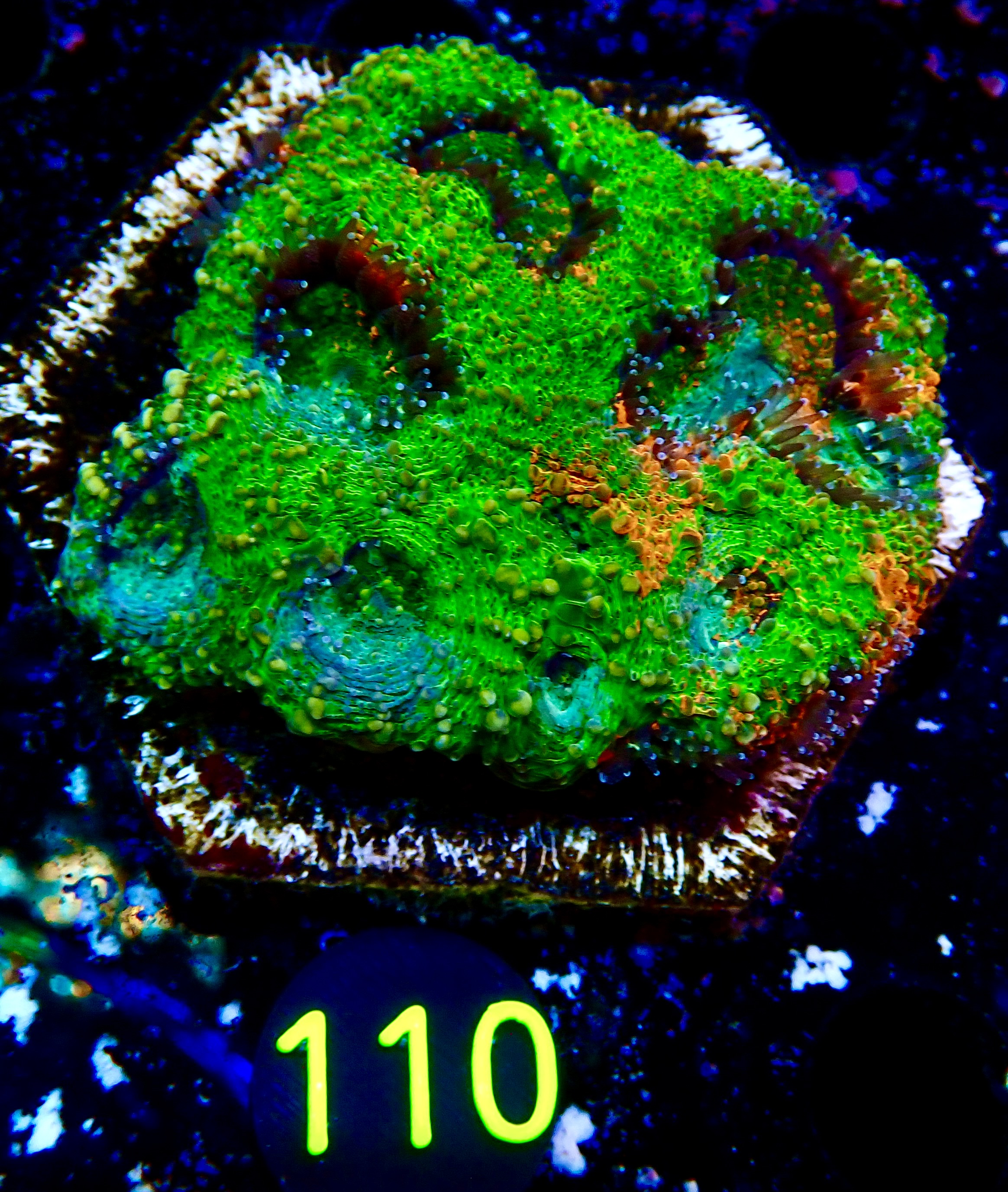 Acanthastrea Echinata Ultra master grade