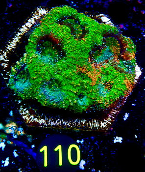 Acanthastrea Echinata Ultra master grade