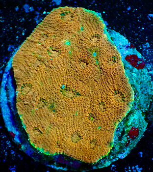Acanthastrea Echinata Ultra orange