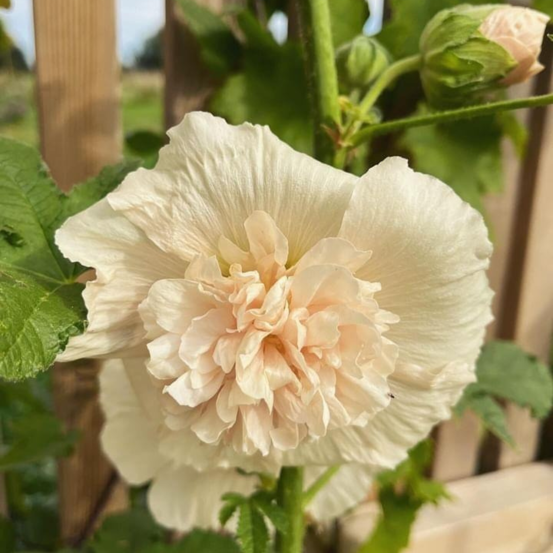 Stockros - Double Majorette Champagne