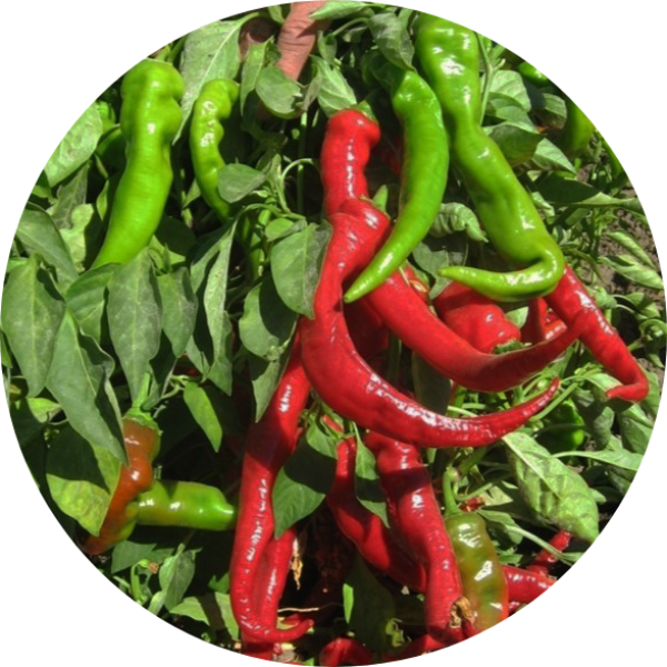 Peperoni - Sigaretta - Tapaspeppar
