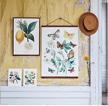 Gammaldags liten plansch skolplansch svenska växter citron Limonier shabby chic lantlig stil