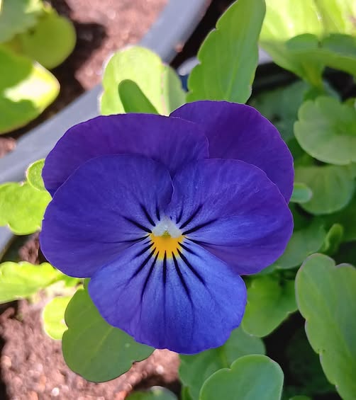 Pense /Viola F1 Penny Blue 8 frö - 2