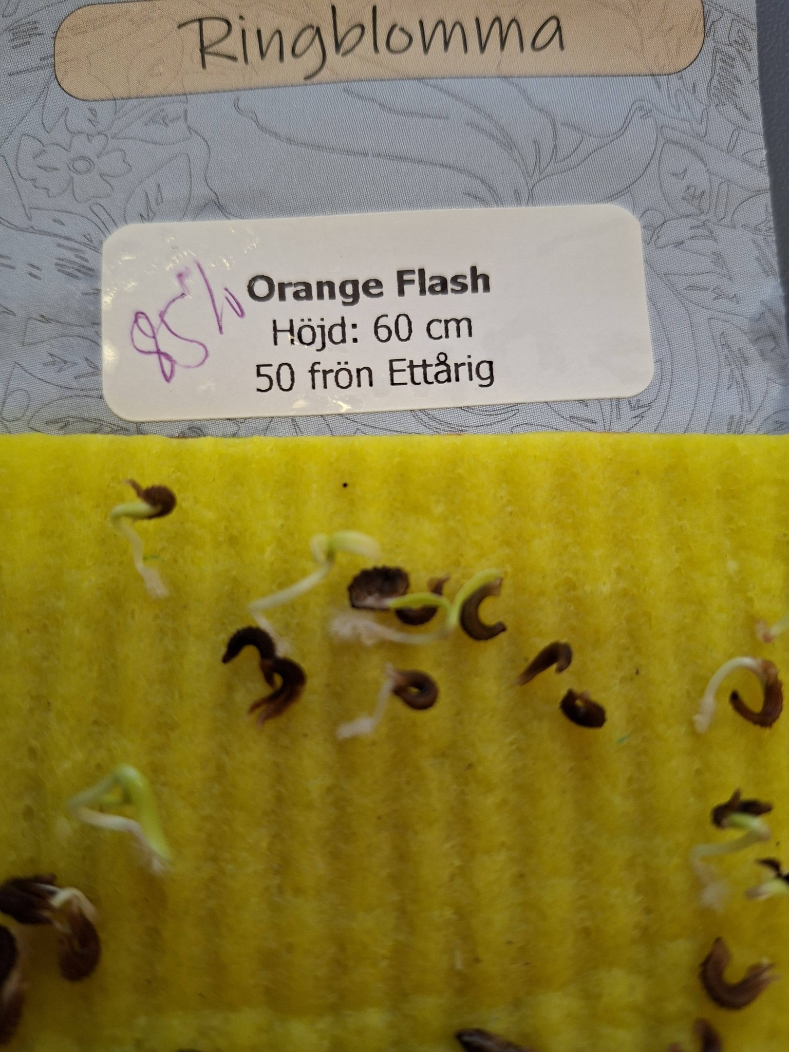 Ringblomma Orange Flash 50 frö - 2