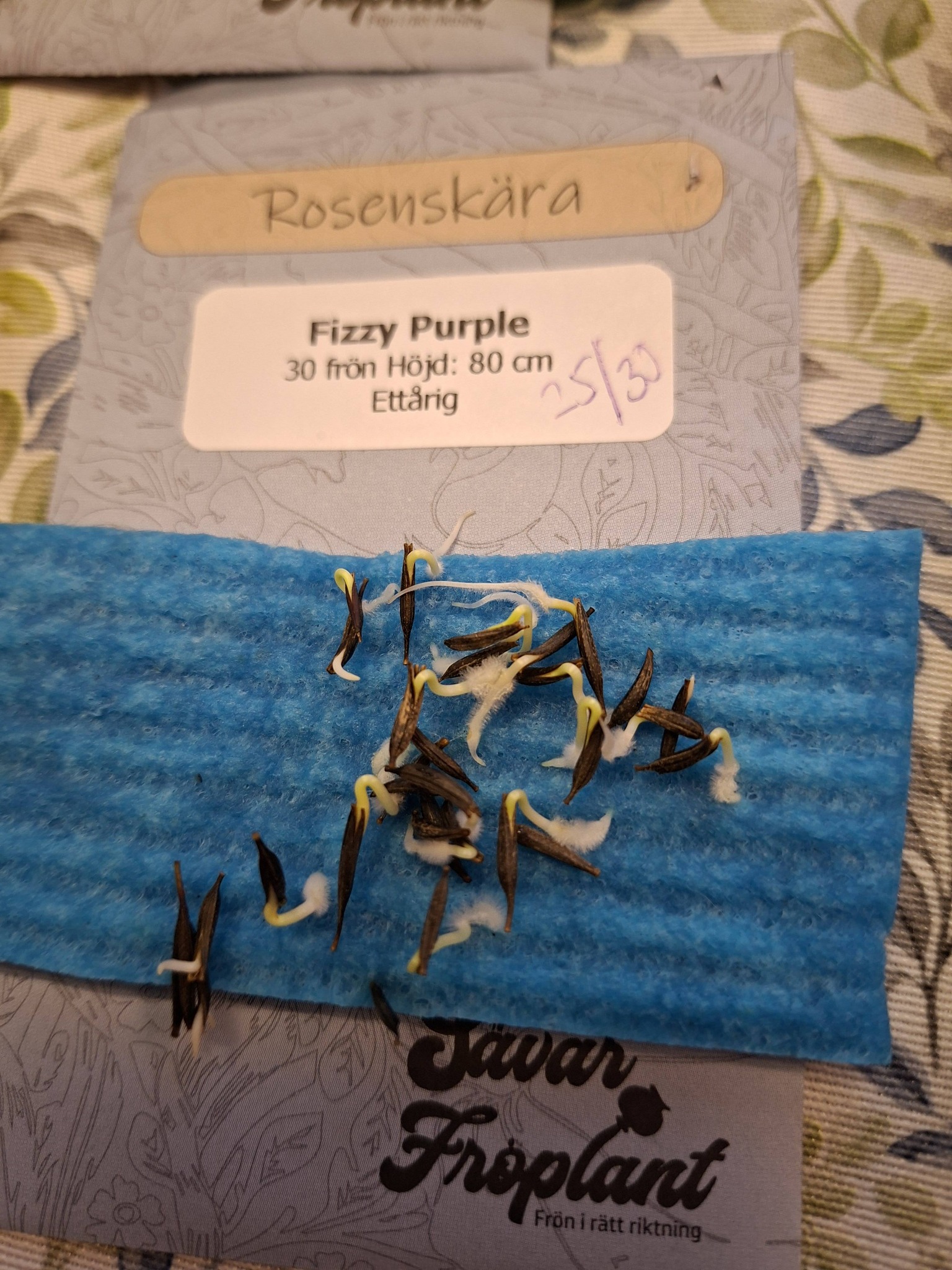 Rosenskära Fizzy Purple 30 frön - 2