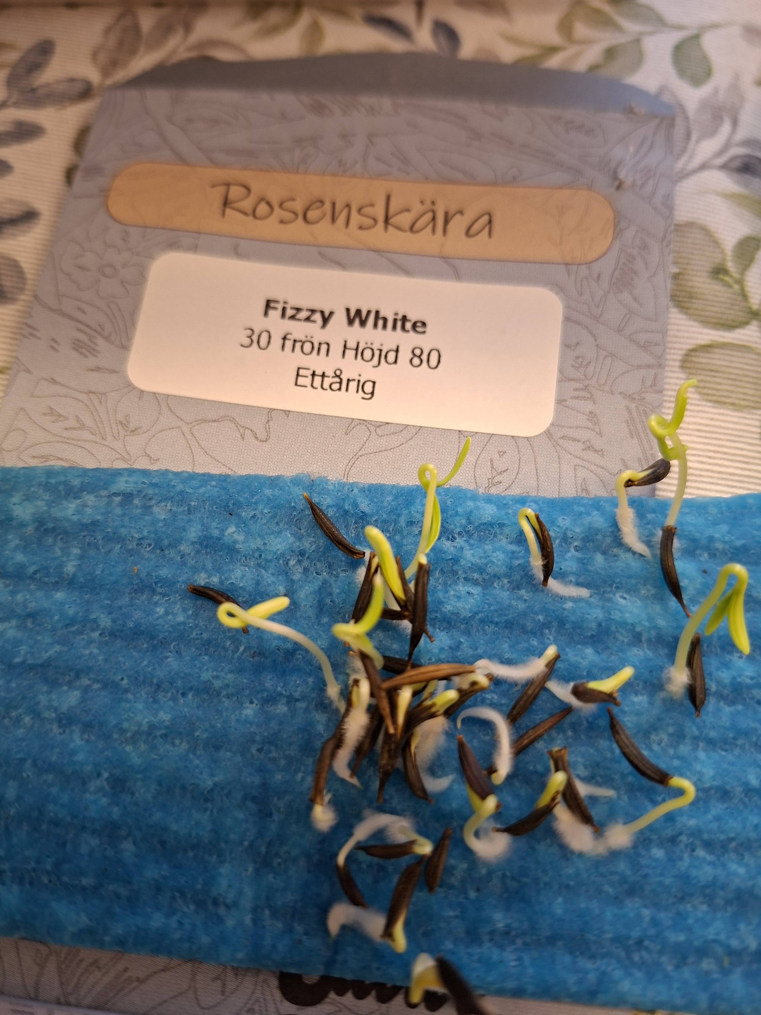 Rosenskära Fizzy White 30 frön - 2