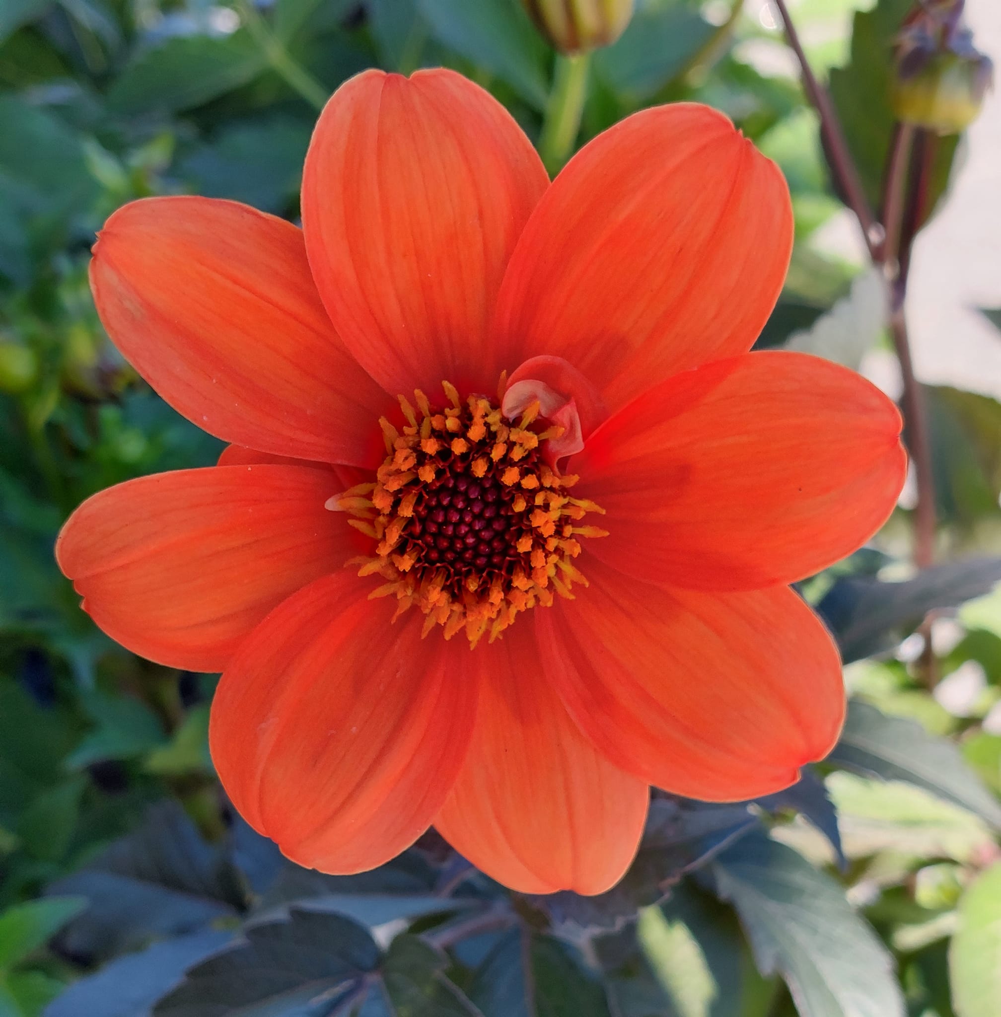 Dahlia Bishops Children 30 frön - 3