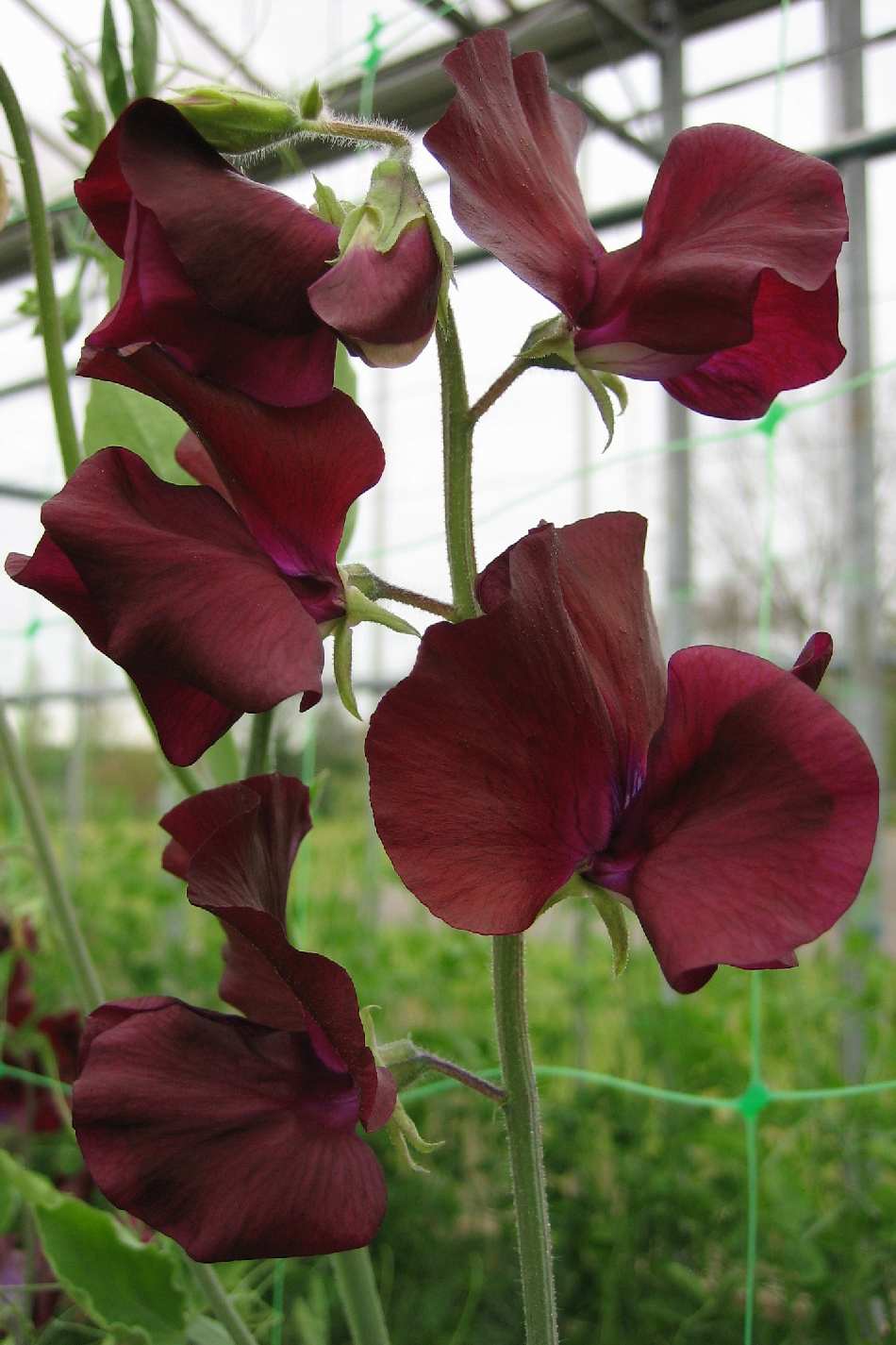 Luktärt Spring Sunshine Burgundy 10 frö