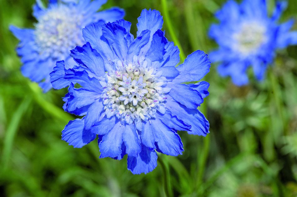 Höstvädd Fama Deep Blue 5 frö