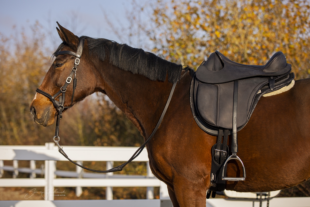 Barefoot® Cherokee Classic PRO (dressyr, allround, distans - smal sits) - 2