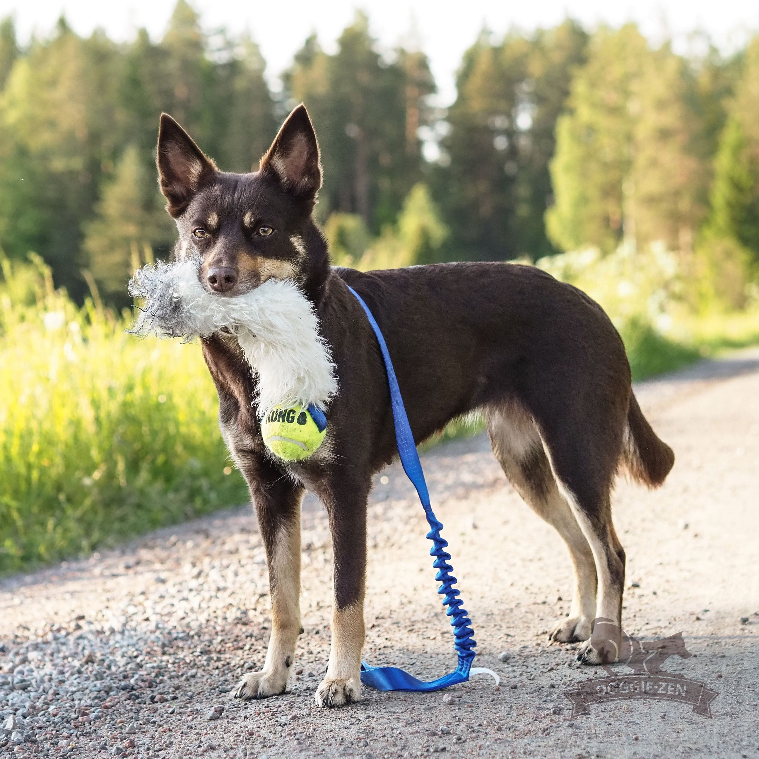 Elastisk fårskinnsjagarkampis L med KONG Air pipboll - 9