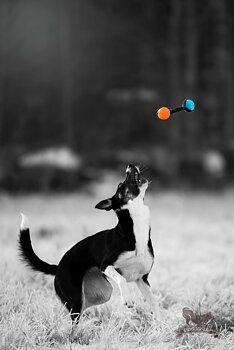 Rocket Bungee S Chuckit