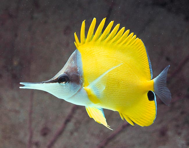 Forcipiger flavissimus